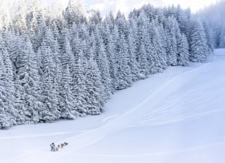 Illustration de l'article : Grande Odyssée Savoie Mont Blanc 2022 : une aventure unique pour les mushers et leurs chiens au cœur des montagnes enneigées