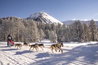 Illustration de l'article : Grande Odyssée Savoie Mont Blanc 2022 : une aventure unique pour les mushers et leurs chiens au cœur des montagnes enneigées