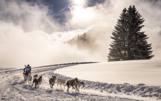 Illustration de l'article : Grande Odyssée Savoie Mont Blanc 2022 : une aventure unique pour les mushers et leurs chiens au cœur des montagnes enneigées