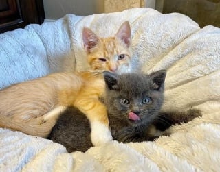 Illustration de l'article : Abandonné dans une boîte, ce chaton déterminé à vivre rencontre celui qui restera pour toujours son meilleur ami