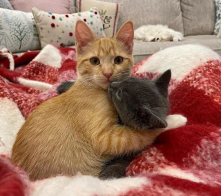 Illustration de l'article : Abandonné dans une boîte, ce chaton déterminé à vivre rencontre celui qui restera pour toujours son meilleur ami