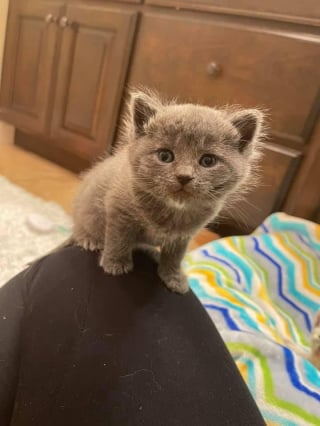 Illustration de l'article : Abandonné dans une boîte, ce chaton déterminé à vivre rencontre celui qui restera pour toujours son meilleur ami