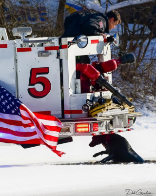 Illustration de l'article : Des pompiers salués comme des héros après avoir secouru un chien coincé dans un étang gelé 