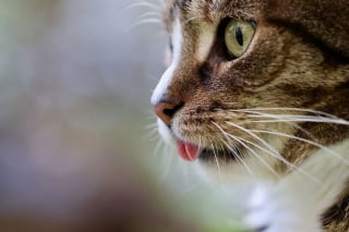 Illustration de l'article : Seuls depuis un mois dans un appartement, un chien et un chat sont soulagés de voir la police et la SPA les libérer