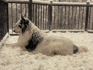 Illustration de l'article : 10 photos d'animaux de compagnie profitant d'une belle journée enneigée