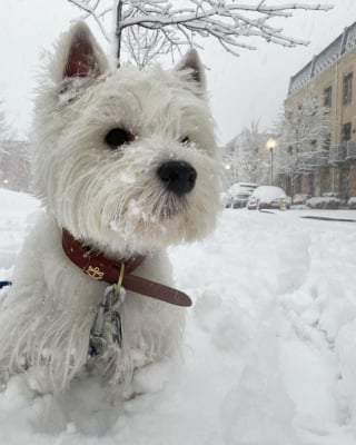 Illustration de l'article : 10 photos d'animaux de compagnie profitant d'une belle journée enneigée