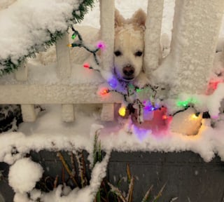 Illustration de l'article : 10 photos d'animaux de compagnie profitant d'une belle journée enneigée