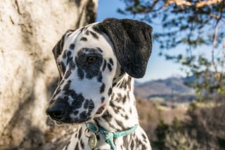 Illustration de l'article : Il tente de sauver son chien coincé sur une barre rocheuse, les pompiers interviennent pour les secourir