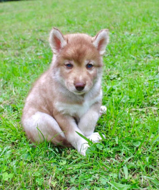 Illustration de l'article : 17 photos de chiots ayant conservé leur charme une fois adulte