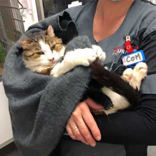 Illustration de l'article : Un chat errant qui dormait sous des escaliers et ne faisait confiance à personne découvre la chaleur d'un foyer