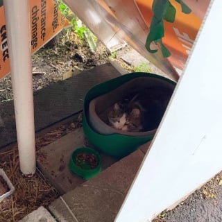 Illustration de l'article : Un chat errant qui dormait sous des escaliers et ne faisait confiance à personne découvre la chaleur d'un foyer