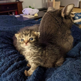 Illustration de l'article : Un chaton de 3 jours découvert dans la rue s'accroche à la vie avec le soutien d'autres animaux