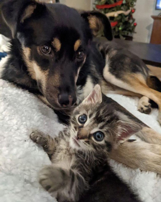 Illustration de l'article : Un chaton de 3 jours découvert dans la rue s'accroche à la vie avec le soutien d'autres animaux