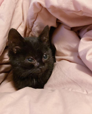 Illustration de l'article : Un chaton à la santé fragile attend devant une maison jusqu'à ce qu'un humain lui offre son aide