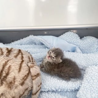 Illustration de l'article : Chétif et malade, un chaton orphelin âgé de 10 jours témoigne une incroyable volonté de vivre