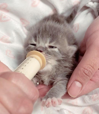 Illustration de l'article : Chétif et malade, un chaton orphelin âgé de 10 jours témoigne une incroyable volonté de vivre