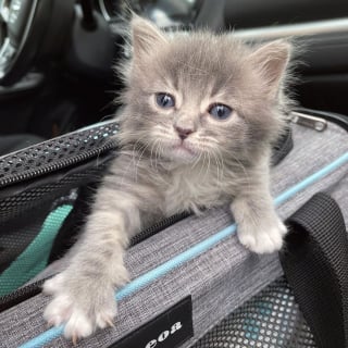 Illustration de l'article : Chétif et malade, un chaton orphelin âgé de 10 jours témoigne une incroyable volonté de vivre