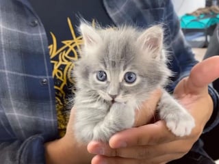 Illustration de l'article : Chétif et malade, un chaton orphelin âgé de 10 jours témoigne une incroyable volonté de vivre