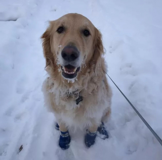 Illustration de l'article : 20 photos de chiens pour qui les jardins recouverts de neige sont de formidables terrains de jeux