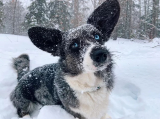 Illustration de l'article : 20 photos de chiens pour qui les jardins recouverts de neige sont de formidables terrains de jeux