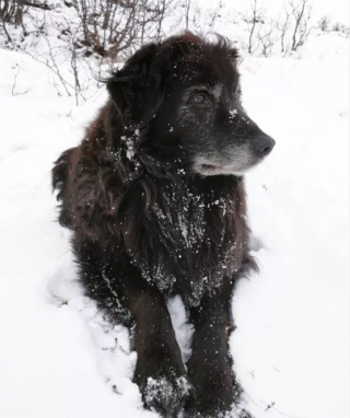 Illustration de l'article : 20 photos de chiens pour qui les jardins recouverts de neige sont de formidables terrains de jeux