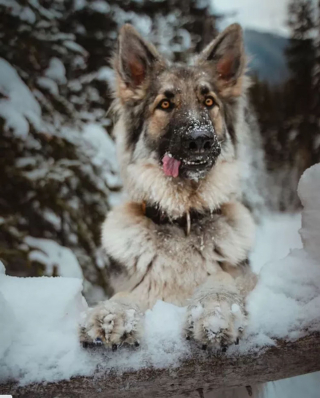 Illustration de l'article : 20 photos de chiens pour qui les jardins recouverts de neige sont de formidables terrains de jeux