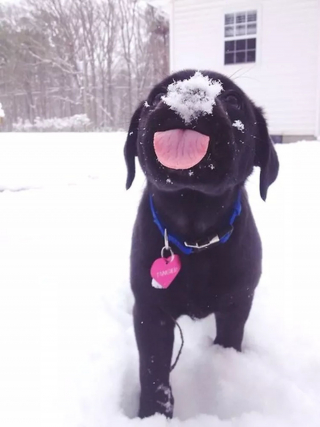 Illustration de l'article : 20 photos de chiens pour qui les jardins recouverts de neige sont de formidables terrains de jeux