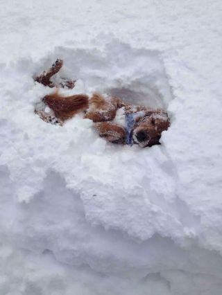 Illustration de l'article : 20 photos de chiens pour qui les jardins recouverts de neige sont de formidables terrains de jeux