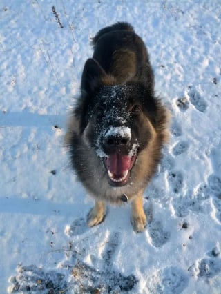 Illustration de l'article : 20 photos de chiens pour qui les jardins recouverts de neige sont de formidables terrains de jeux