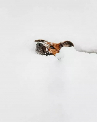 Illustration de l'article : 20 photos de chiens pour qui les jardins recouverts de neige sont de formidables terrains de jeux