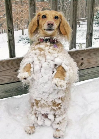 Illustration de l'article : 20 photos de chiens pour qui les jardins recouverts de neige sont de formidables terrains de jeux