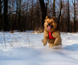 Illustration de l'article : 20 photos de chiens pour qui les jardins recouverts de neige sont de formidables terrains de jeux