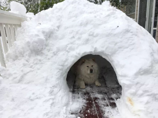 Illustration de l'article : 20 photos de chiens pour qui les jardins recouverts de neige sont de formidables terrains de jeux