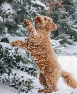 Illustration de l'article : 20 photos de chiens pour qui les jardins recouverts de neige sont de formidables terrains de jeux