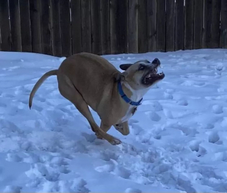 Illustration de l'article : 20 photos de chiens pour qui les jardins recouverts de neige sont de formidables terrains de jeux