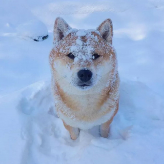 Illustration de l'article : 20 photos de chiens pour qui les jardins recouverts de neige sont de formidables terrains de jeux