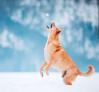 Illustration de l'article : 20 photos de chiens pour qui les jardins recouverts de neige sont de formidables terrains de jeux