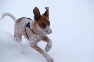 Illustration de l'article : 20 photos de chiens pour qui les jardins recouverts de neige sont de formidables terrains de jeux