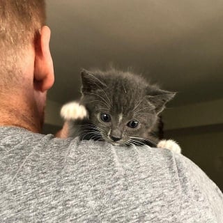 Illustration de l'article : Un homme réconforte et veille sur un minuscule chaton doté d'une santé fragile jusqu'à ce qu'il se sente mieux