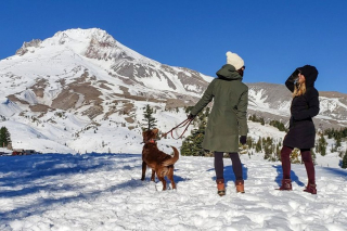 Illustration de l'article : 10 recommandations avant de partir en randonnée avec votre chien cet hiver