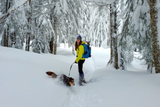 Illustration de l'article : 10 recommandations avant de partir en randonnée avec votre chien cet hiver
