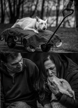 Illustration de l'article : Une photographe offre des séances photo émouvantes aux propriétaires et leurs animaux de compagnie en fin de vie