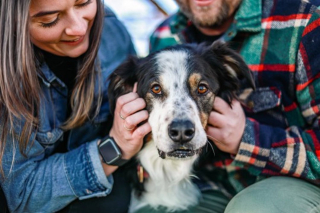 Illustration de l'article : Une photographe offre des séances photo émouvantes aux propriétaires et leurs animaux de compagnie en fin de vie