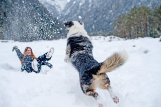 Illustration de l'article : 8 activités amusantes à faire avec son chien en hiver