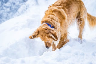 Illustration de l'article : 8 activités amusantes à faire avec son chien en hiver