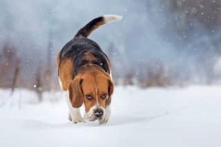 Illustration de l'article : 8 activités amusantes à faire avec son chien en hiver