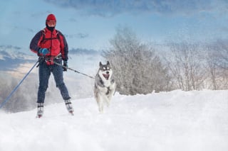 Illustration de l'article : 8 activités amusantes à faire avec son chien en hiver