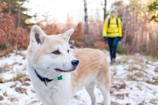 Illustration de l'article : 8 activités amusantes à faire avec son chien en hiver