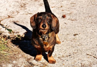 Illustration de l'article : Les pompiers mobilisés pour sauver 2 chiens pris au piège dans un terrier de blaireau