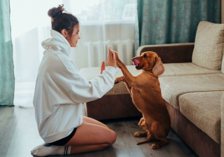 Illustration de l'article : 20 conseils de vétérinaires pour préserver la santé et le bien-être de vos animaux de compagnie